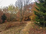 2019 Fall Dolly Sods WV