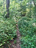 2016 Fall Cranberry Wilderness WV