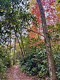 2025 Fall BP Smoky Mtns Abrams Falls