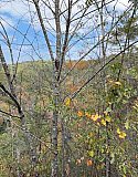 2025 Fall BP Smoky Mtns Abrams Falls